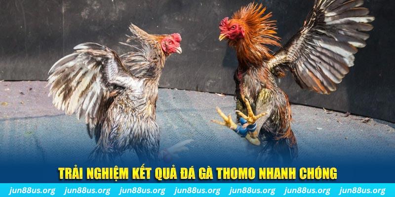 Xem Đá Gà Thomo Trực Tiếp Tại Jun88 – Cập Nhật Liên Tục 5 Trải nghiệm kết quả đá gà Thomo nhanh chóng